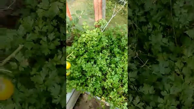 Обзор дачного участка. Выборг. Санкт-Петербург