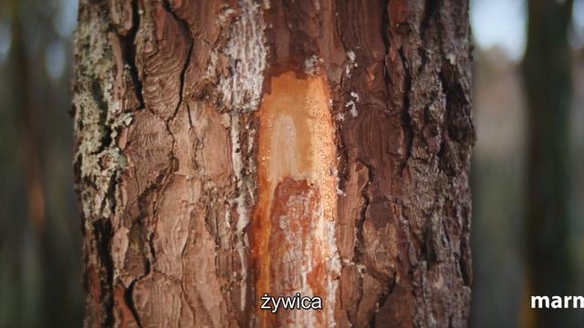 Marmoleum – Wykładzina Z Naturalnych Surowców. Poznaj Skład - Forbo Flooring Systems