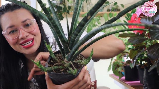 Las Plantas Que Compré En El Vivero EL TAMBO A Que No Adivinas Cuál Conseguí Por Fin │Candy Bu