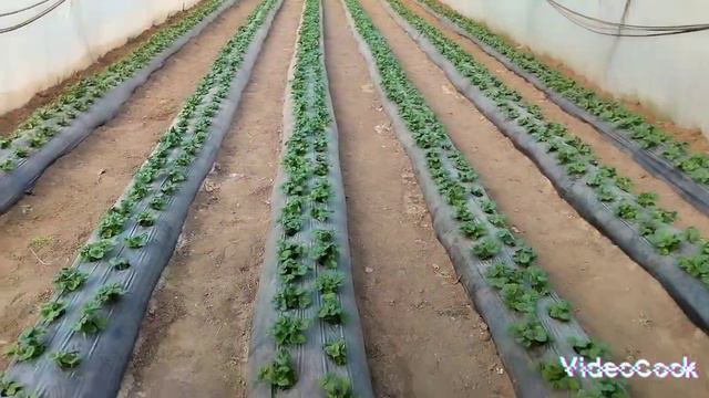 Первая и вторая подкормка.Обзор грядок и теплиц.