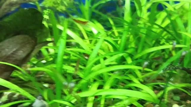 Бычок ПчёлкаBrachygobius doriae