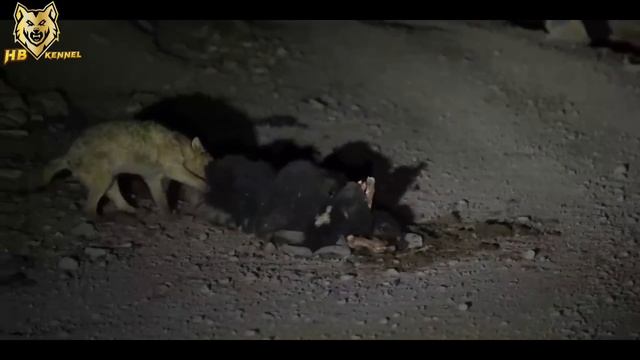 Top 10 Tibetan Mastiff Vs Wolf Caught On Camera | Wolf Vs Dog
