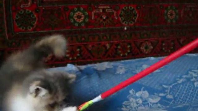 74e572f5c0290224475b7d060053e6e3