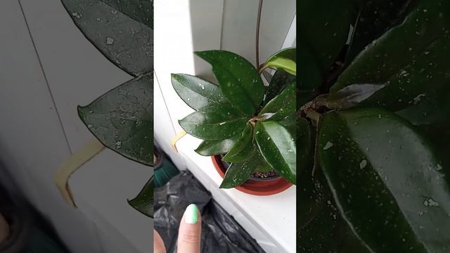 Правильный полив хойи