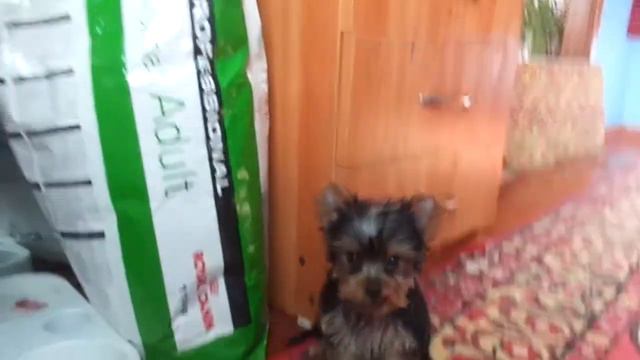 Девочка стандарт