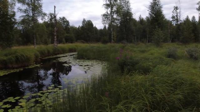 С НОЧЁВКОЙ на ЛЕСНУЮ РЕЧКУ. Самый лучший живец это карась. Ловлю щуку на поставухи.