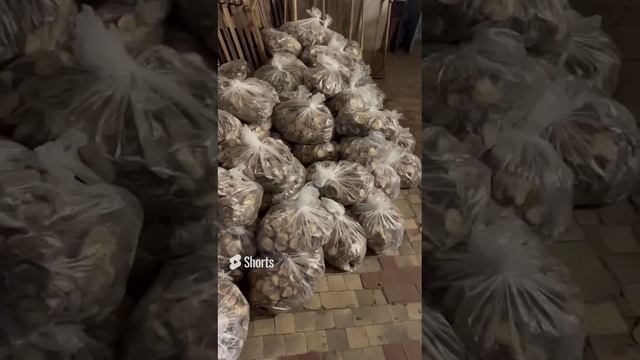 Ezhevik-grebenchatyj-rf