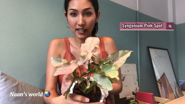 รีวิว น้องพิ้งค์สปอต (Syngonium Pink Spot Plant) ลิ้งค์โดยตรง Https://youtu.be/A_xwiwGG628