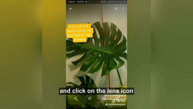 What Plant Is This (Houseplant Identification)