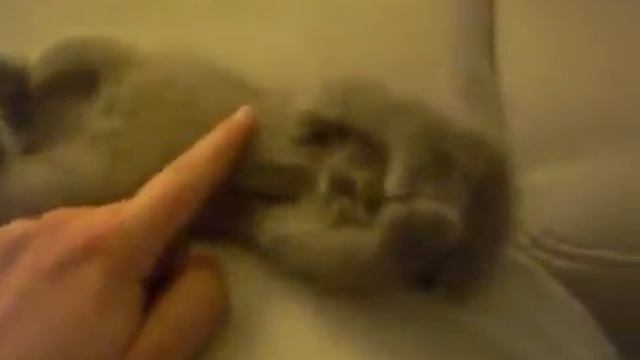 Милый котенок спит и видит сны