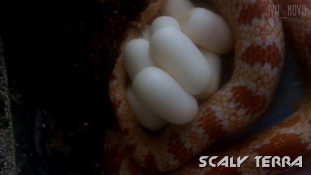 Выпуск #7 - ЗАЙКИНЫ ЯЙЦА - ЧАСТЬ 2 - МАИСОВЫЙ ПОЛОЗ ОТКЛАДЫВАЕТ ЯЙЦА