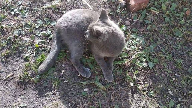 Кот поймал мышь!!!