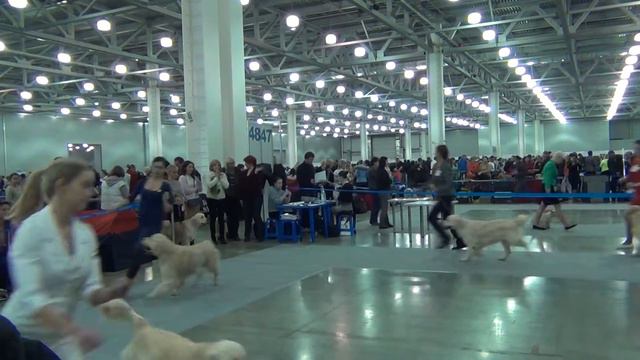 Россия 20.10.2013г. Золотистый ретривер. Класс чемпионы.