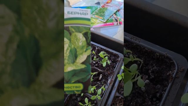 рассада зелень 23.03 Владивосток