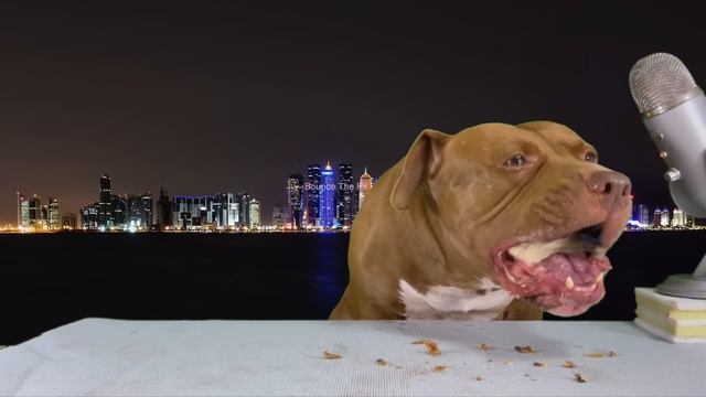 Best ASMR Dog in The World