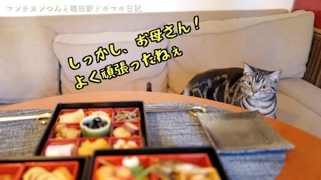 愛猫と過ごす日本のお正月 | Japanese Traditional Food【猫とおうちごはん】
