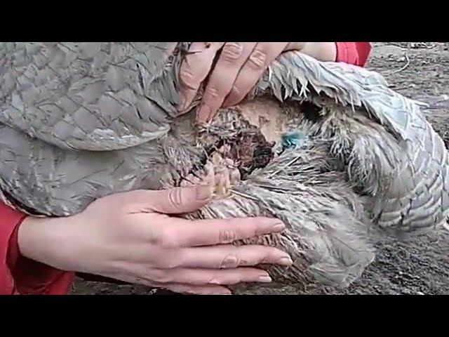 Индюк порвал индюшку что делать//Как зашить рану индюшке