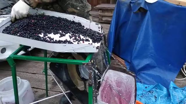 Веялка для ягоды