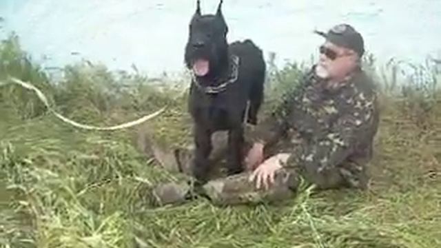 п-к  Роман-Кош..Роман-Кош Гасфорт Блек Си, сын Балаклавы и Глорис Магната с хозяином