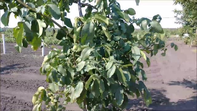 Посещение орехового сада из сеянцев. Осмотр перспективных форм Мария Самарская. Август 2019