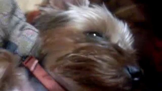 3a7cd80afee75ec4648ae3d63a0fdb87