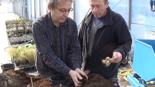 Jardinage:Comment Faire La Culture Et Division De Dahlia: Plante Annuelle