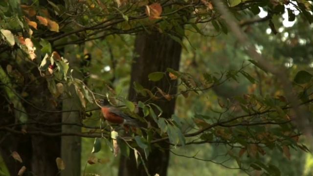 ,,Утро,,    Https://vk.com/id670130