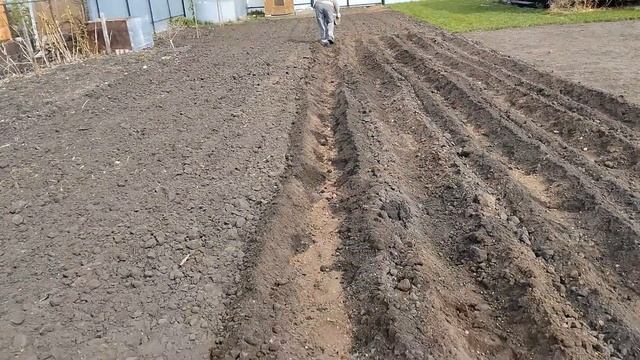 Мотоблок. Садим картошку окучником.