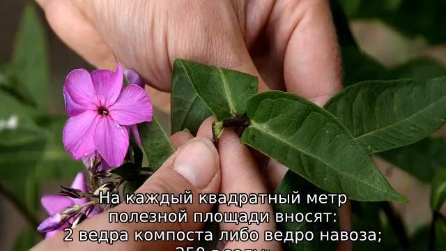 Флоксы: посадка и уход в открытом грунте