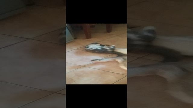 VID_20240712_152940.mp4