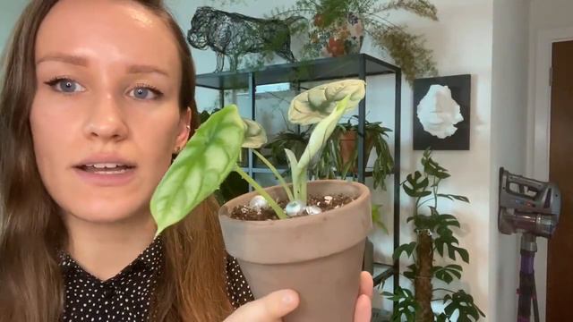 Growstar 1000w Sunlight Led Grow Light