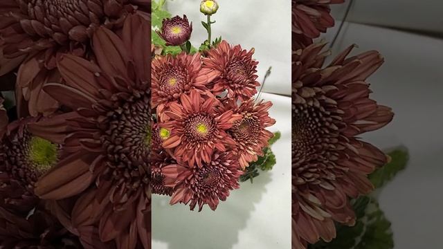 Хризантема корейская Pompon Red  #chrysanthemumflower #цветы #хризантема #черенкихризантемы