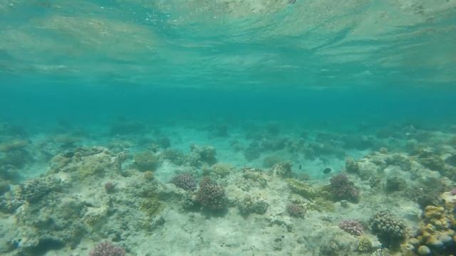 Gopro Hero 3+ Plus Black Edition Video Under Water