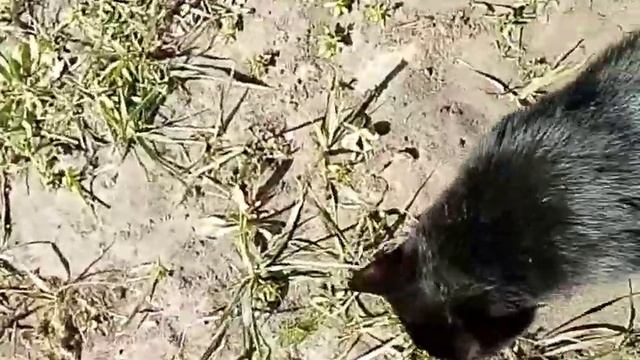 92d6101e03e4392979a9bd40ba4dedc3