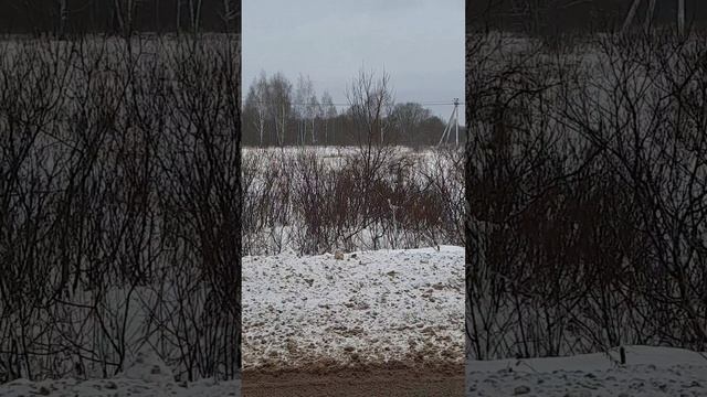 На дорогах Подмосковья...!