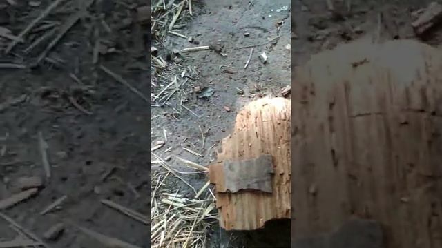 Обработка пчелосемей бипином и подкормка сахарным сиропом на зиму.