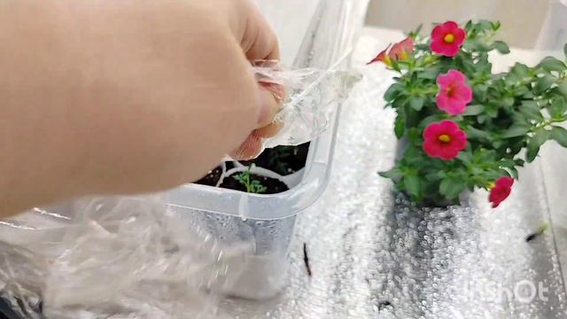 Процесс черенкования вегетативной петунии.14 февраля 2024 г.