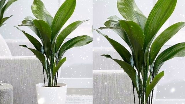 15 Houseplants For Beginners / Easiest Houseplants With Care And Tips