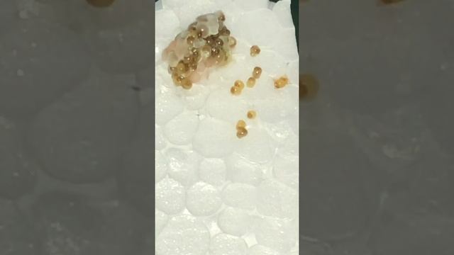 Маленькие ампулярии вылупившиеся из икры.