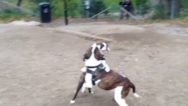 Bilbo The Boston Terrier Vs Bubba The English Bull Terrier