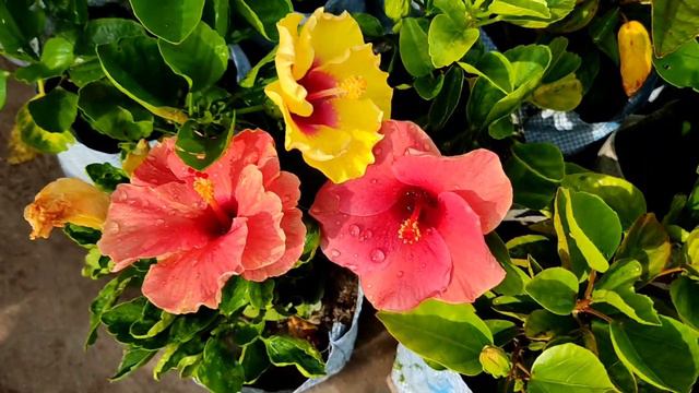 787e3bdcf58558152045585f55914cce