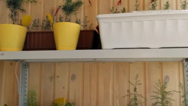 Продаю пихты, сосны, кедры