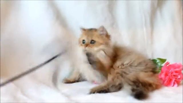 Naytilus - золотой хайленд страйт