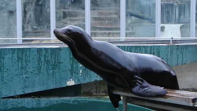 Nikon 1 V1 + 10-30mm Nappali Full HD Video Teszt / Daytime Full HD Video Test