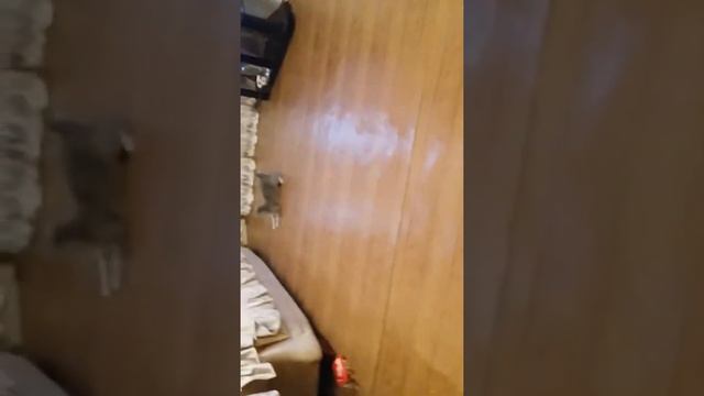 Кот бегает за лазером