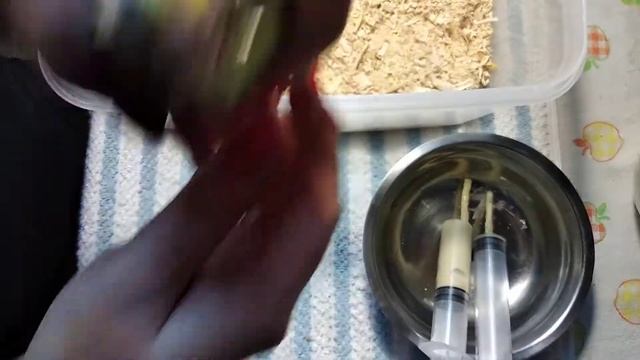 Выкормыши корелл сентябрь 2018