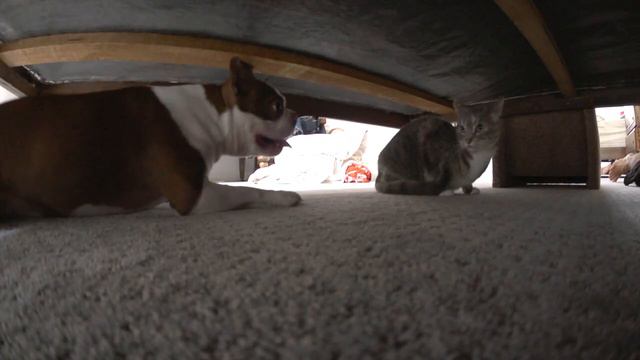 Boston Terrier Playing With His Sister