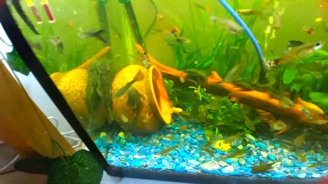 Изменение на стойке с аквариумами