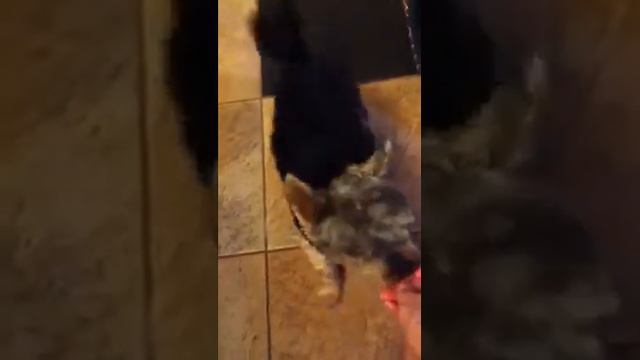 Йорк - тоже собака