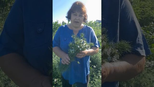 Чорнушка дамаська ( нігелла, чорний кмин) - трава, яка продовжить життя@7777borch.fito.